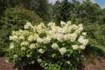 Hortensja bukietowa 'Silver Dollar' – Sadzonka 30-40 cm