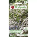 Gipsówka wiechowata – biała – 1 g Legutko