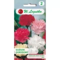 Goździk ogrodowy – mix – 0,5 g Legutko
