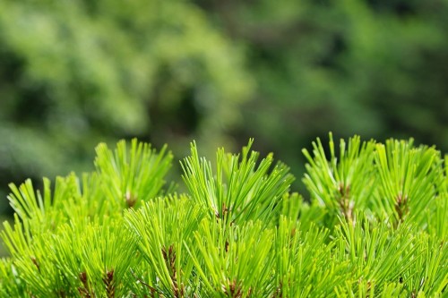 Sosna Górska Kosodrzewina 'Wintergold' – Sadzonka 30 cm