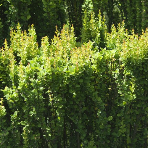 Berberys Thunberga 'Erecta' - Sadzonka 30 cm