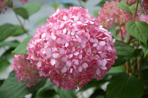 Hortensja Bukietowa 'Pink Diamond' – Sadzonka 30-50 cm