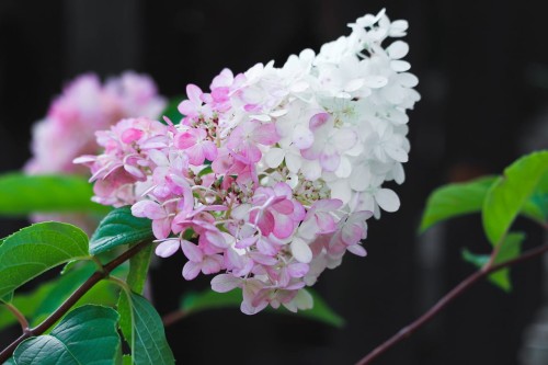 Hortensja Bukietowa 'Pink Lady' – Sadzonka 30-50 cm
