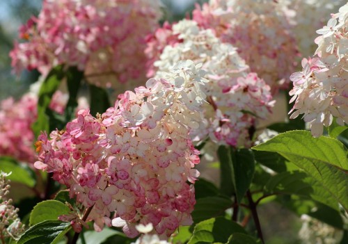 Hortensja Bukietowa 'Pinky Winky' – Sadzonka 30-50 cm