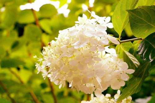 Hortensja Bukietowa 'Polar Bear' – Sadzonka 40-50 cm