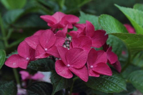 Hortensja Bukietowa 'Wim's Red' – Sadzonka 30-50 cm