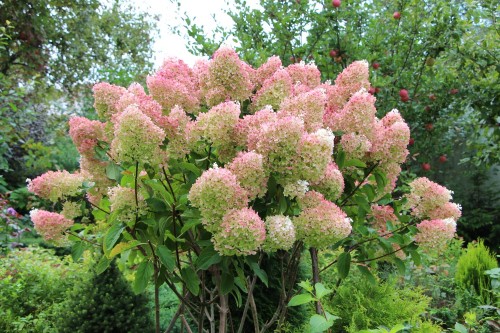 Hortensja Bukietowa 'Grandiflora' – Sadzonka 30-50 cm