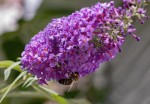 Budleja Davida 'Candy Little Purple'  – Sadzonka 25-30 cm