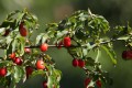Dereń Jadalny 'Cornus Mas' – Sadzonka 40 cm