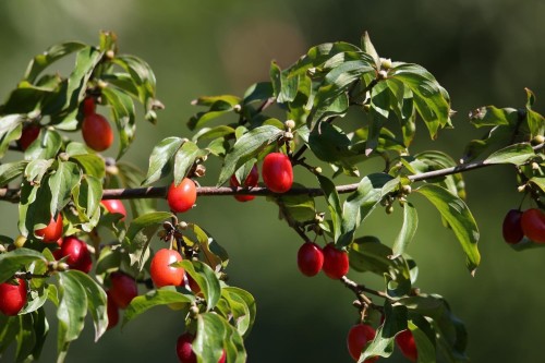 Dereń Jadalny 'Cornus Mas' – Sadzonka 40 cm