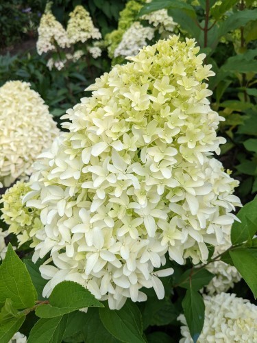 Hortensja Bukietowa 'Bobo' PBR – Sadzonka 30 cm