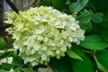 Hortensja Bukietowa 'Magical Candle Bokraflame' PBR – Sadzonka 40 cm