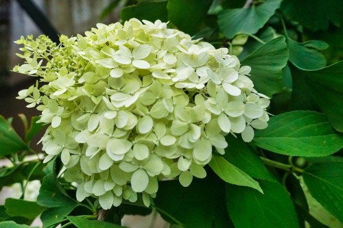 Hortensja Bukietowa 'Magical Candle Bokraflame' PBR – Sadzonka 40 cm