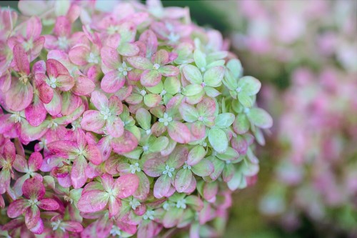 Hortensja Bukietowa 'Petite Star' PBR – Sadzonka 30 cm