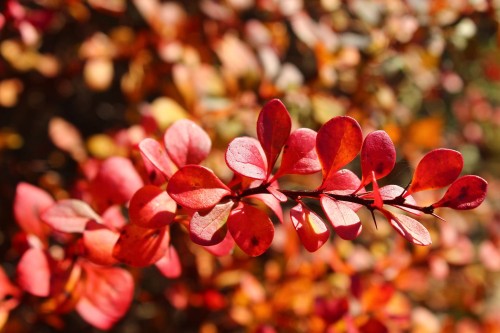 Berberys Thunberga 'Red Rocket' – Sadzonka 30 cm