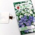 dzwonek karpacki (4).jpg