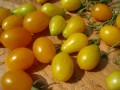 Pomidorki Yellow Pearshaped są najlepsze w smaku w sierpniu.