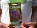 Kalafior fioletowy Di Sicilia Violetto Legutko 1 g