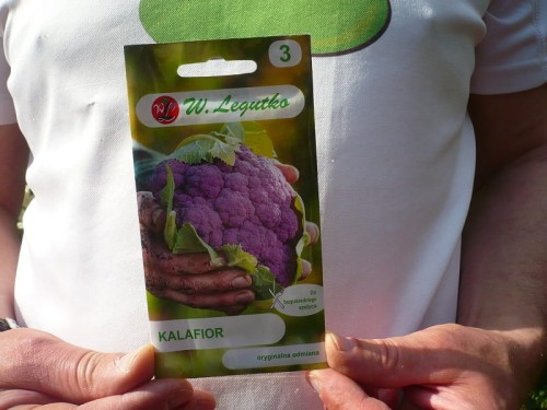 Kalafior fioletowy Di Sicilia Violetto Legutko 1 g