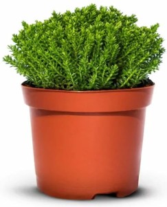 Hebe Green Globe zimozielone -  9 szt. pakiet