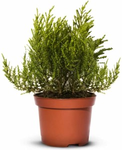 Hebe Imbricata dachówkowate - 30 szt. pakiet