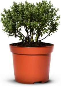 Hebe Veronica zimozielone - 30 szt. pakiet