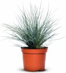 Kostrzewa sina – niebieska trawa - 9 szt. pakiet