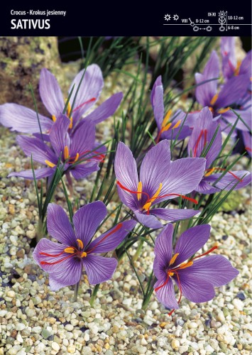Krokus uprawny