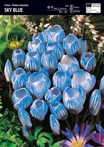 Krokus wiosenny Sky Blue 3 sztuki