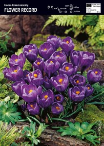 Krokus wiosenny Flower Record 3 sztuki