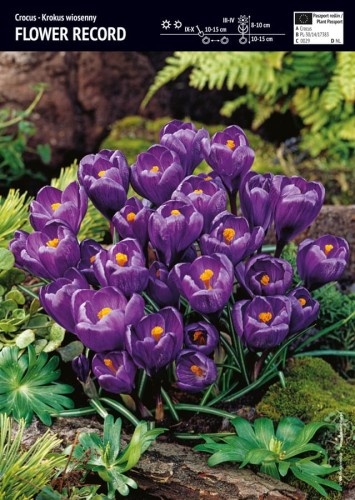 Krokus wiosenny Flower Record 3 sztuki