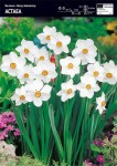 Narcyz biały Actaea 3 sztuki