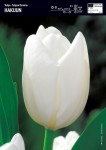 Tulipan biały Hakuun 3 sztuki