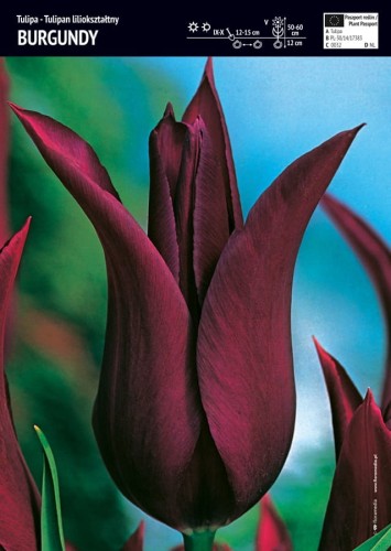 Tulipan fioletowy Burgundy 3 sztuki