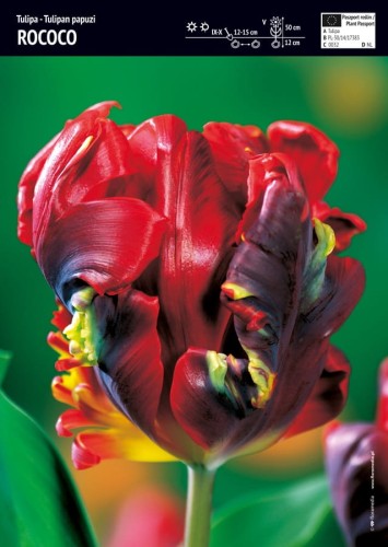 Tulipan zielono-czerwony Rococo 3 sztuki