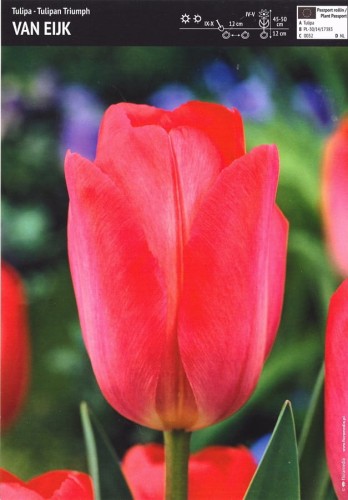 Tulipan czerwony Van Eijk 3 sztuki