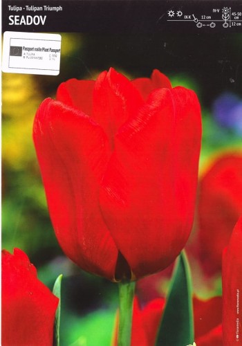Tulipan czerwony Seadov 3 sztuki