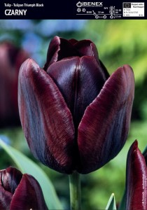Tulipan czarny Black 3 sztuki