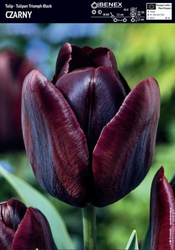 Tulipan czarny Black 3 sztuki