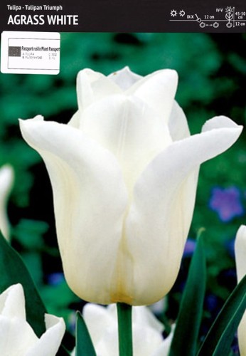 Tulipan biały Agrass White 3 sztuki