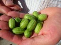 Ogórki meksykańskie są niewielkie, nadają się do jedzenia.