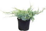 Jałowiec Łuskowaty 'Blue Carpet' – Sadzonka 20-30 cm