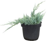 Jałowiec Płożący 'Blue Chip' – Sadzonka 20-30 cm