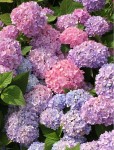 Hortensja Ogrodowa 'Bouquet Rose' – Sadzonka 20-30 cm