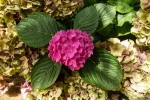 Hortensja Ogrodowa 'Alpengluhen' – Sadzonka 20-30 cm