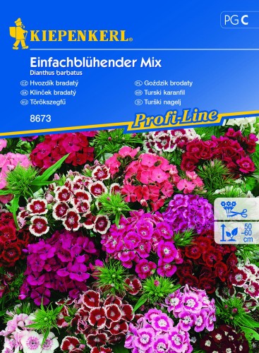 Goździk brodaty Einfachblühende Mischung nasiona - Kiepenkerl