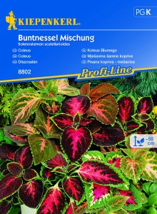 Koleus Blumego Mix nasiona - Kiepenkerl