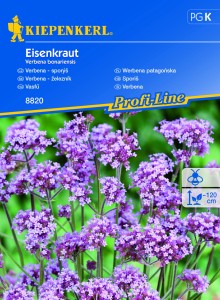 Werbena patagońska nasiona - Kiepenkerl