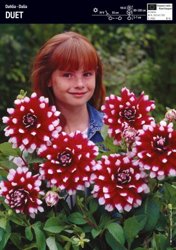 Dalia Duet 1 sztuka