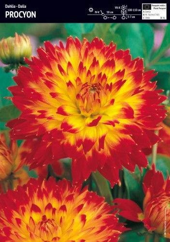 Dalia Procyon 1 sztuka